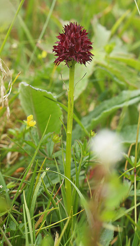 Brunkulle, Gymnadenia nigra. sarna, Jmtland, Sverige d. 24 juni 2018. Fotograf; Lars Andersen