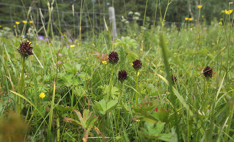 Brunkulle, Gymnadenia nigra. sarna, Jmtland, Sverige d. 24 juni 2018. Fotograf; Lars Andersen