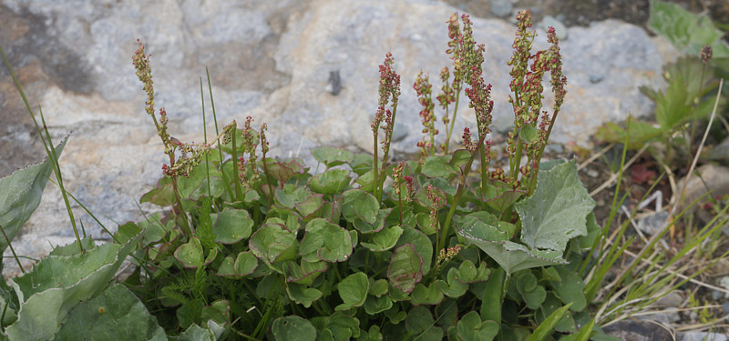 Fjeldsyre, Oxyria digyna. Ramundberget Fjeldby 720 m.h., Hrjedalen, Jmtland, Sverige d. 22 juni 2018. Fotograf; Lars Andersen