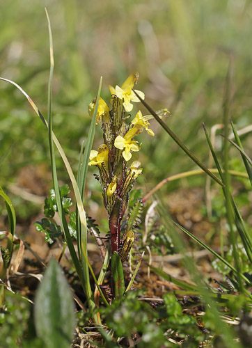 Oeders Troldurt, Pedicularis oederi. Ramundberget, Hrjedalen, Sverige d. 27 juni 2018. Fotograf; Lars Andersen