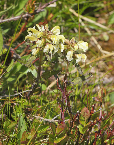 Laplands-Troldurt, Pedicularis lapponica. Ramundberget, Hrjedalen, Sverige d. 27 juni 2018. Fotograf; Lars Andersen