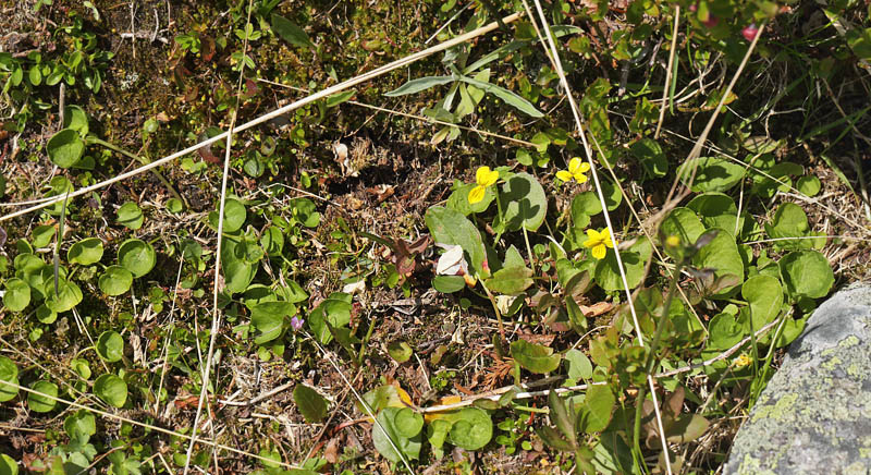 Fjeld-Viol, Viola biflora. Ramundberget 950 - 1000 m-, Hrjedalen, Sverige 27  juni 2018. Fotograf; Lars Andersen