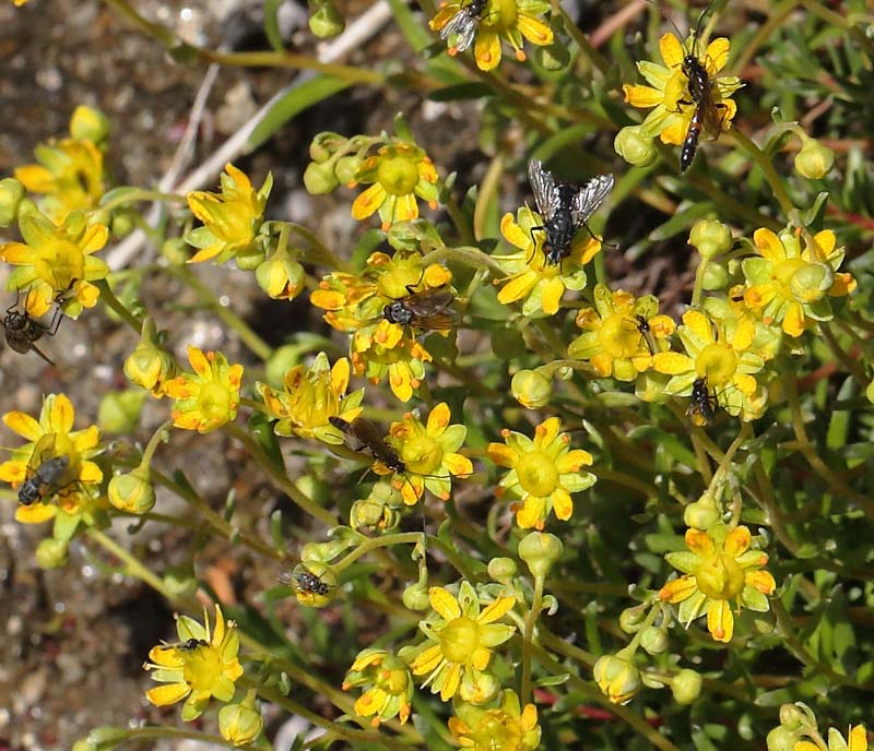Solstenbræk, Saxifraga aizoides. Ramundberget 1030 - 1050 m.h., Härjedalen, Jämtland, Sverige d. 27 juni 2018. Fotograf; Lars Andersen