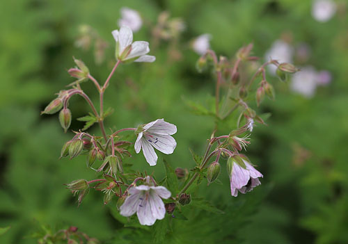 Skov-Storkenb, Geranium sylvaticum bleg variant. Hgvlen, Hrjedalen, Sverige d. 21 juni 2018. Fotograf; Lars Andersen