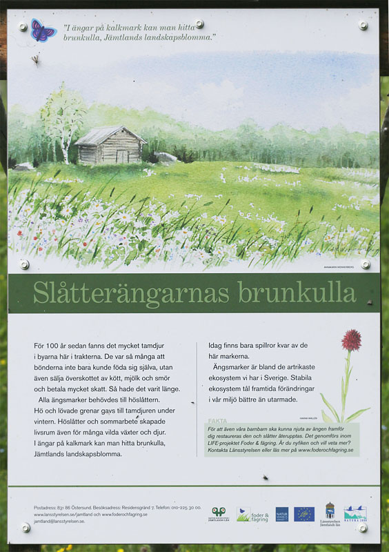 Brunkulle, Gymnadenia nigra. Åsarna, Jämtland, Sverige d. 24 juni 2018. Fotograf; Lars Andersen
