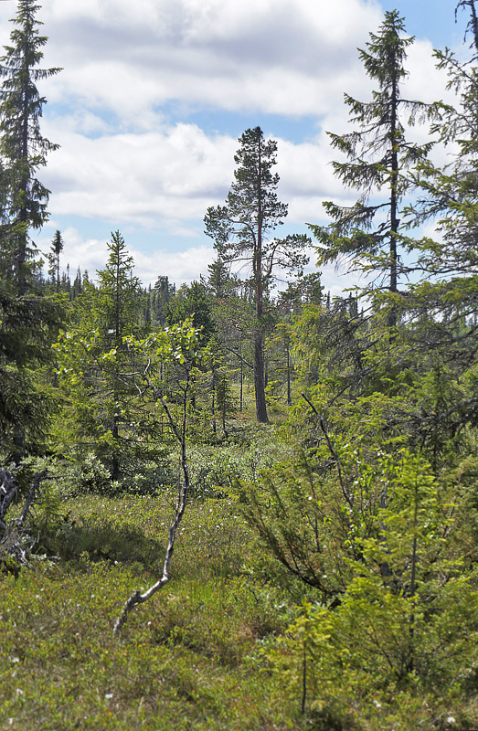 Lokalitet for Moserandje, Coenonympha tullia ssp. isis. Srvfjllet, Hrjedalen, Sverige d. 25 juni 2018. Fotograf; Lars Andersen