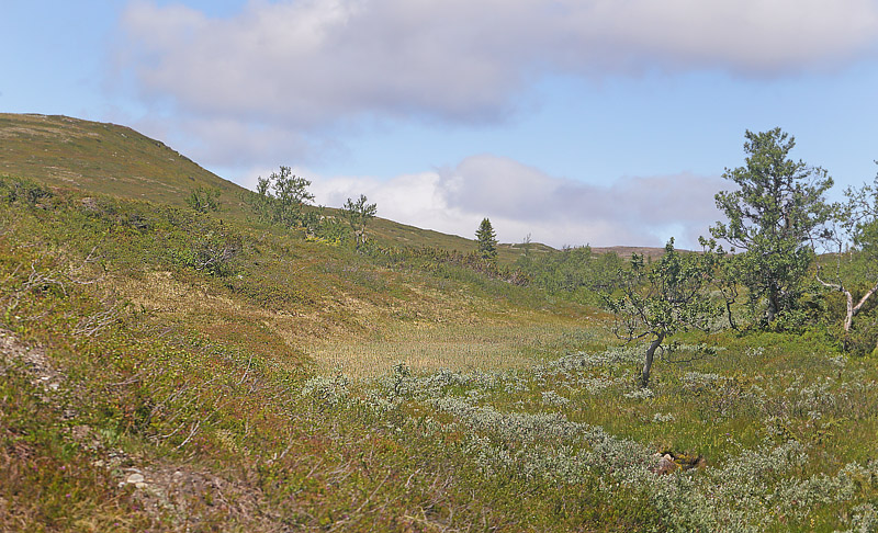 Srvfjllet, Hrjedalen, Sverige d. 25 juni 2018. Fotograf; Lars Andersen