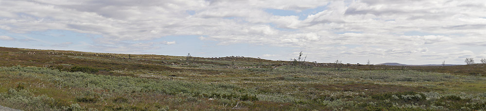 Flatruet, Hrjedalen, Sverige d. 26 juni 2018. Fotograf; Lars Andersen