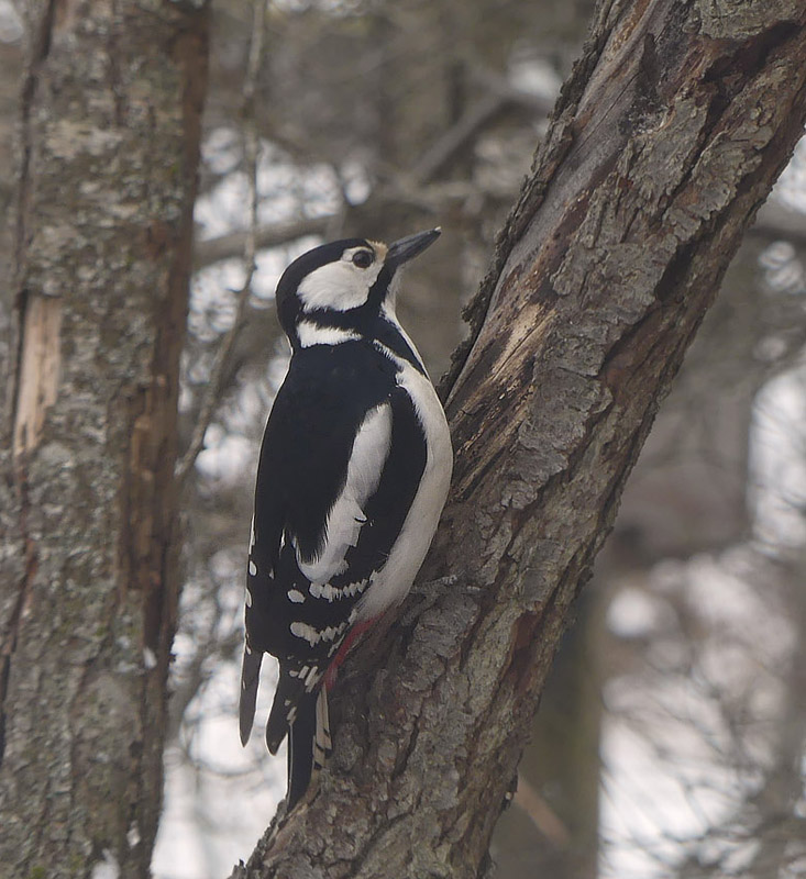 Stor Flagsptte, Dendrocopos major.. Hakefors, Smland, Sverige d. 30 marts 2018. Fotograf; Regitze Enoksen