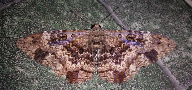 Maybe a Letis species?.  Subfamily: Calpinae. Family: Erebidae. Caranavi, Yungas, Bolivia d. 20 december 2019. Photographer; Peter Mllmann