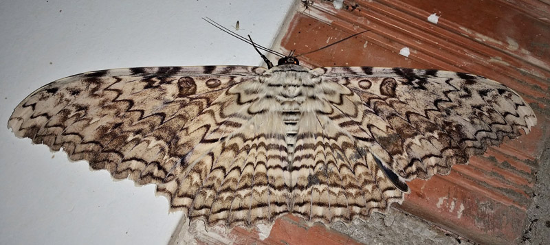 White Witch, Thysania agrippina (Cramer, 1776). Family: Erebidae. Caranavi, Yungas, Bolivia d. 22 january 2020. Photographer; Peter Mllmann