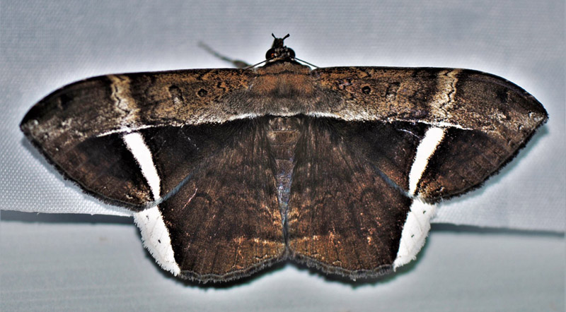 Mexican Witch, Hemeroblemma mexicana (Guene, 1852). Caranavi, Yungas, Bolivia d. 26 january 2020. Photographer; Nikolaj Kleissl