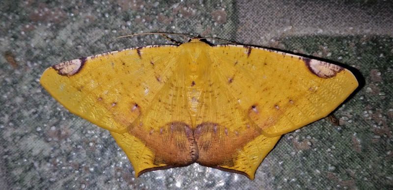 Nepheloleuca politia (Cramer, 1777). Subfamily: Ennominae. Caranavi, Yungas, Bolivia d. 20 december 2019. Photographer; Peter Mllmann