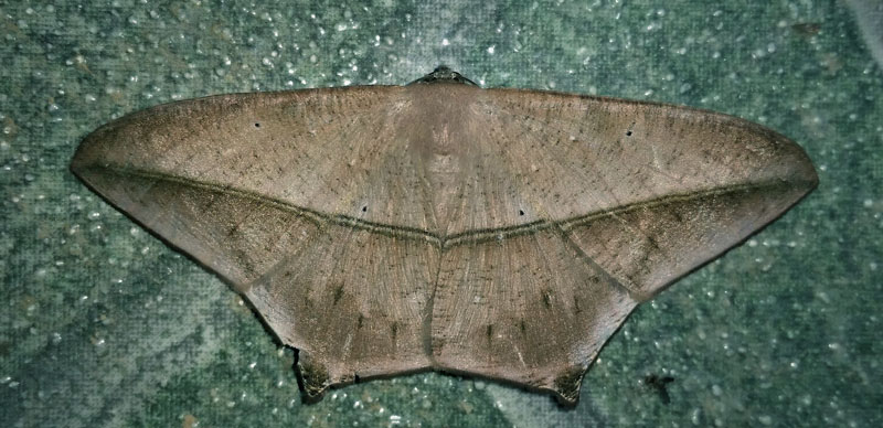 Nepheloleuca politia (Cramer, 1777). Subfamily: Ennominae. Caranavi, Yungas, Bolivia d. 20 december 2019. Photographer; Peter Mllmann