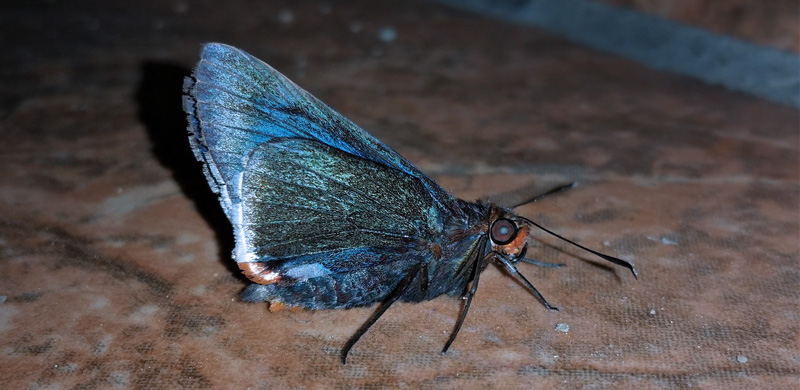 Hewitson's Orange-angled Mimic-skipper, Thracides cleanthes ssp. trebla (Evans, 1955).  Caranavi, Yungas, Bolivia d. 3 december 2019. Photographer; Peter Mllmann