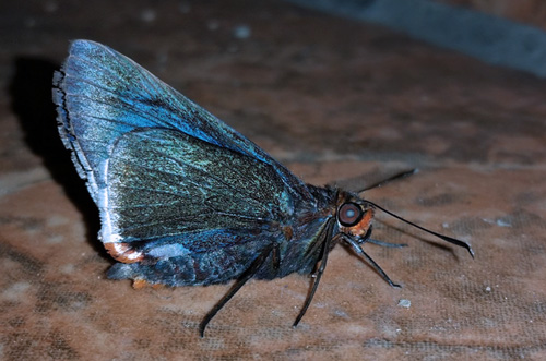 Hewitson's Orange-angled Mimic-skipper, Thracides cleanthes ssp. trebla (Evans, 1955).  Caranavi, Yungas, Bolivia d. 3 december 2019. Photographer; Peter Mllmann