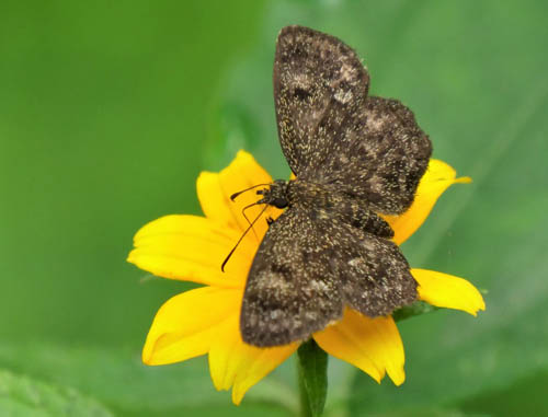 Staphylus minor (Schaus, 1902). Rio Giruma, Beni, Bolivia december 15, 2019. Photographer; Peter Mllmann