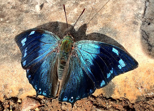 Westwood's Leafwing, Memphis xenocles (Westwood, 1850). Tumupasa, Madidi, Bolivia d. 13 december 2019. Photographer; Peter Mllmann