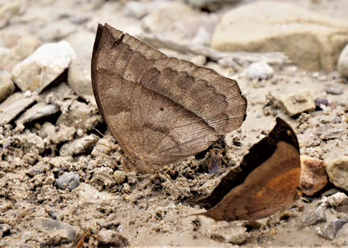 Great Satyr, Taygetis mermeria mermeria (Cramer, 1776). Nugue, Rurrenabague, Beni, Bolivia 180fps december 14, 2019. Photographer; Peter Mllmann