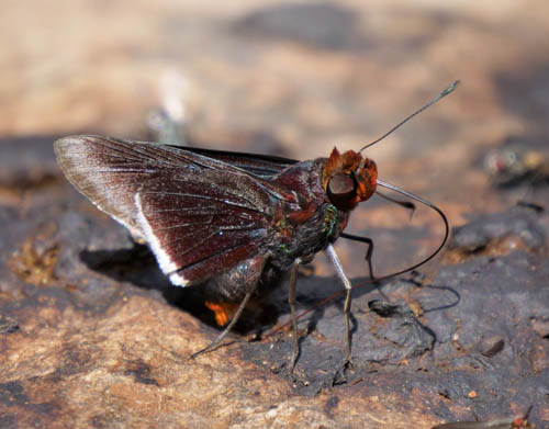 Thrasea Skipper, Thracides thrasea (Hewitson, 1866). Rio Giruma, Beni, Bolivia december 15, 2019. Photographer; Peter Mllmann