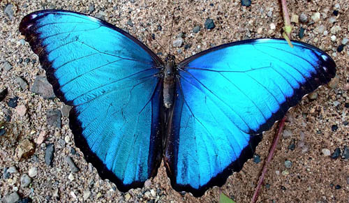 Scarce Morpho, Morpho deidamia ssp. electra (Rber, 1903) male. Monte pelado, Villa cascada 837 m. RN 3 . On our way back to Caranavi, Yungas, Bolivia d. 17 december 2019. Photographer; Peter Mllman.