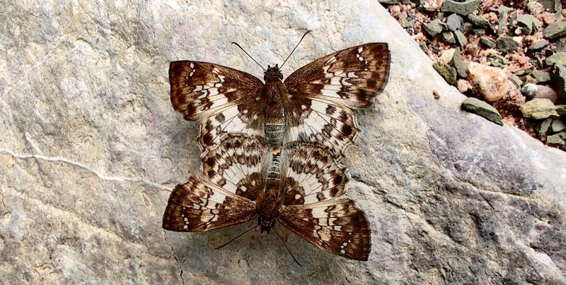 Tanned Hoary-Skipper, Carrhenes fuscescens ssp conia. Monte pelado, Villa cascada 837 m. RN 3 . On our way back to Caranavi, Yungas, Bolivia d. 17 december 2019. Photographer; Peter Mllman.