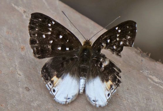 Ega Lemmark, Lemonias egaensis (A. Butler, 1867). Tumupasa, Madidi, Bolivia d. 13 december 2019. Photographer; Peter Mllmann