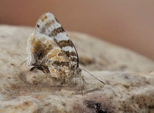 Dolylas Hairstreak, Arawacus dolylas (Cramer, 1777). Rio Giruma, Beni, Bolivia december 15, 2019. Photographer; Peter Møllmann