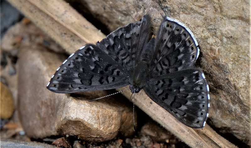 Cadmeis Metalmark, Exoplisia cadmeis (Hewitson, 1866). Caranavi, Yungas, Bolivia d. 31 december 2019. Photographer; Peter Mllman.