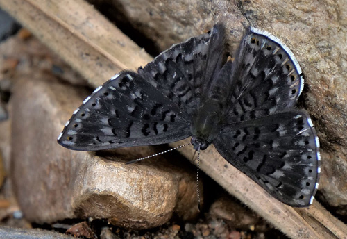 Cadmeis Metalmark, Exoplisia cadmeis (Hewitson, 1866). Caranavi, Yungas, Bolivia d. 31 december 2019. Photographer; Peter Mllman.