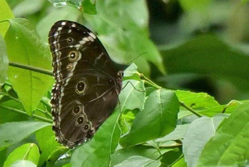 Morpho helenor coelestis. female.(Butler,1866). Tumupasa, Madidi, Bolivia d. 13 december 2019. Photographer; Peter Mllmann 