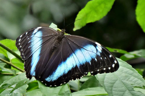 Morpho helenor coelestis. female.(Butler,1866). Tumupasa, Madidi, Bolivia d. 13 december 2019. Photographer; Peter Mllmann 