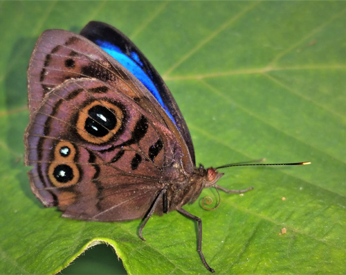 Dark Purplewing, Eunica alcmena ssp. flora C. (Felder & R. Felder, 1862). Caranavi, Yungas, Bolivia d. 25december 2019. Photographer; Peter Mllmann