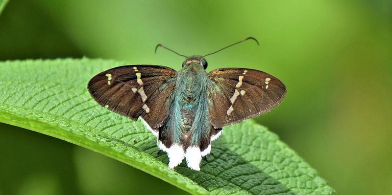 Green-washed Longtail, Urbanus virescens (Mabille, 1877).  Monte pelado, Villa cascada 837 m. RN 3 . Yungas, Bolivia d. 17 december 2019. Photographer; Peter Mllmann