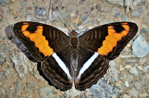 Sichaeus Sister, Adelpha sichaeus (A. Butler, 1866). Rio Broncini, Caranavi, Yungas, Bolivia d. 25 december 2019. Photographer; Peter Mllman.