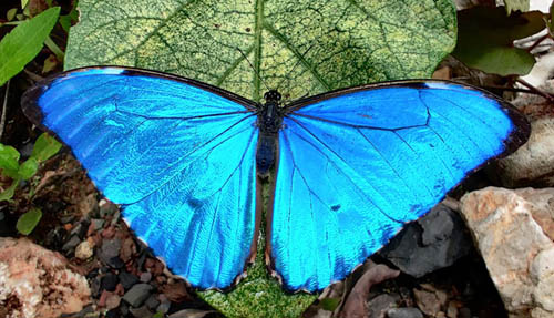 Aurora Morpho, Morpho aurora (Westwood, 1851) male. Monte pelado, Villa cascada 837 m. RN 3 . On our way back to Caranavi, Yungas, Bolivia d. 17 december 2019. Photographer; Peter Mllman.