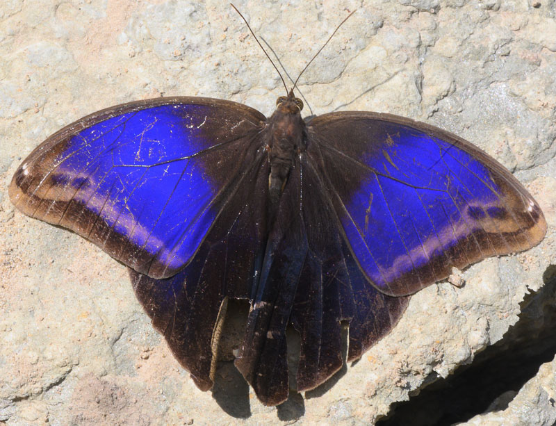 Split-spotted Owl-Butterfly, Eryphanis lycomedon (C. Felder & R. Felder, 1862). Rurrenabague, Beni, Bolivia december 9 - 14, 2019. Photographer; Gottfried Siebel