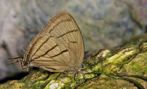 Theritas harrietta (Weeks, 1901). Rio Tunki 1738 m., Caranavi, Yungas, Bolivia february 17, 2020. Photographer; Peter Møllmann