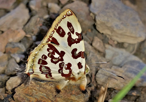 Great Jewelmark, Anteros kupris ssp. aureocultus (Stichel, 1909). San Pedro 850m., Caranavi, Yungas, Bolivia d. 17 february 2020. Photographer; Peter Møllmann