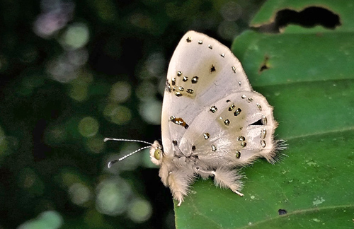 Studded Jewelmark, Anteros chrysoprasta (Hewitson, 1867). San Pedro 850m., Caranavi, Yungas, Bolivia d. 17 february 2020. Photographer; Peter Mllmann