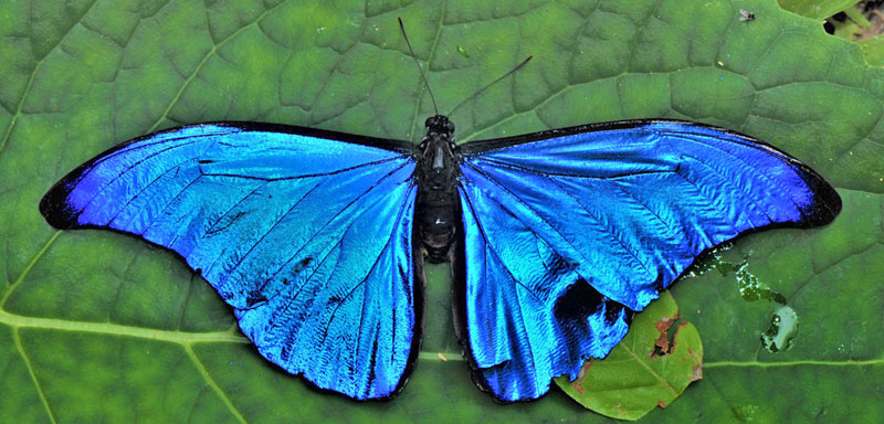 Sickle-winged Morpho, Morpho rhetenor (Cramer, 1775). Provincia  Caranavi, Yungas, Bolivia d. 7 january 2020. Photographer; Nikolaj Kleissl