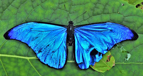 Sickle-winged Morpho, Morpho rhetenor (Cramer, 1775). Garrapatuni, Caranavi, Yungas, Bolivia d. 7 january 2020. Photographer; Nikolaj Kleissl