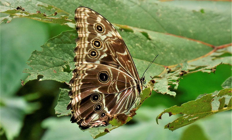 Scarce Morpho, Morpho deidamia ssp. electra (Rber, 1903) female. Caranavi, Yungas, Bolivia d. 8 january 2020. Photographer; Peter Mllmann