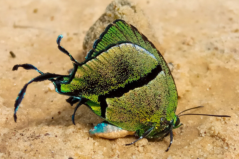 Frosted Greentail, Arcas tuneta (Hewitson, 1865).  Rurrenabague, Beni, Bolivia december 15 - 17, 2019. Photographer; Gottfried Siebel