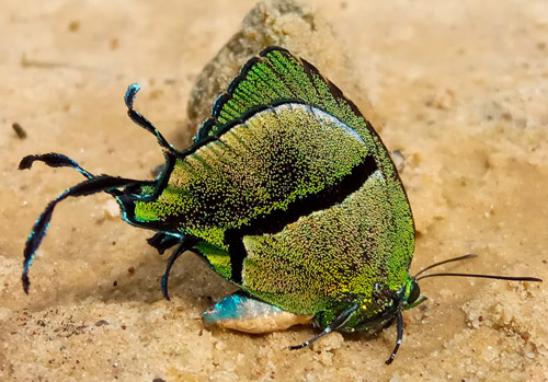 Frosted Greentail, Arcas tuneta (Hewitson, 1865).  Rurrenabague, Beni, Bolivia december 15 - 17, 2019. Photographer; Gottfried Siebel