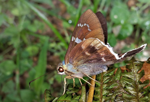 Ridens harpagus (C. Felder & R. Felder, 1867). Rio Tunki 1738 m., Caranavi, Yungas, Bolivia d. 16 february 2020. Photographer; Peter Mllmann