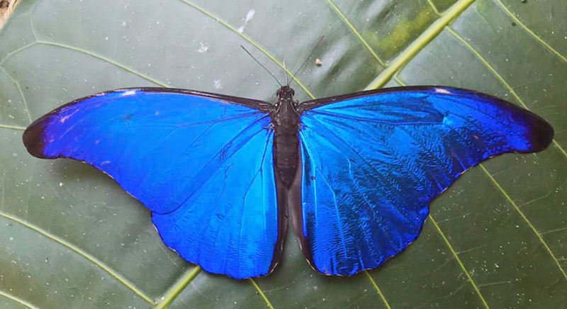 Sickle-winged Morpho, Morpho rhetenor (Cramer, 1775). Provincia Caranavi, Yungas, Bolivia d. 25  january 2020. Photographer; Nikolaj Kleissl