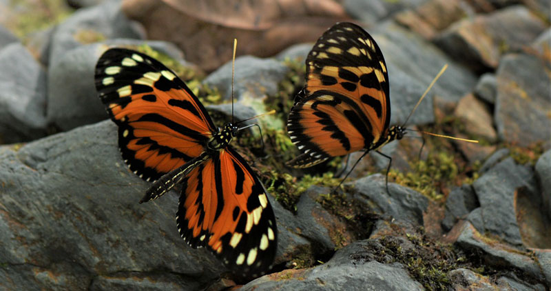 Golden Longwing, Heliconius hecale ssp. zeus (Neukirchen, 1995). Pusiliani, Caranavi, Yungas, Bolivia d. 6 january 2020. Photographer; Nikolaj Kleissl