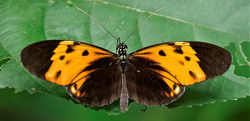 Tiger Mimic Longwing, Heliconius numata ssp. aristona (Hewitson, 1853). SanPedro, Caranavi, Yungas, Bolivia d. 25 february 2020. Photographer; Peter Mllmann ID by Gottfried Siebel