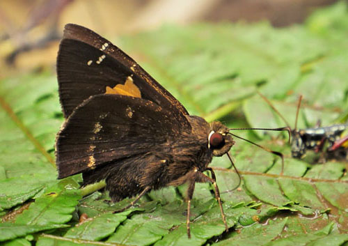 Venada lamella (Burns, 2013). Rio Tunki 1738 m., Caranavi, Yungas, Bolivia d. 13 january 2020. Photographer; Peter Mllmann